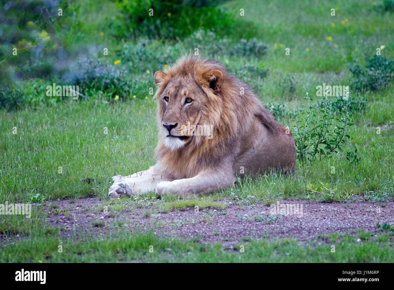 Löwe Panthera Leo im südlichen Afrika Namibia Etosha National Park. Stockfoto