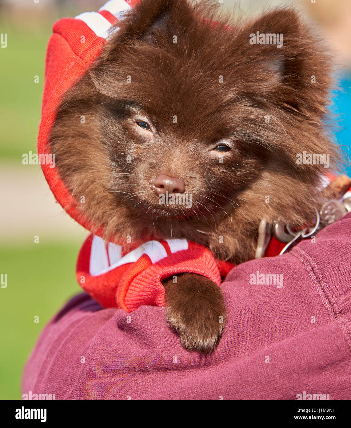 Süßeste Hunde-Foto-Wettbewerb bei Cleveland Metro Edgewater Park (24. April 2016) Stockfoto