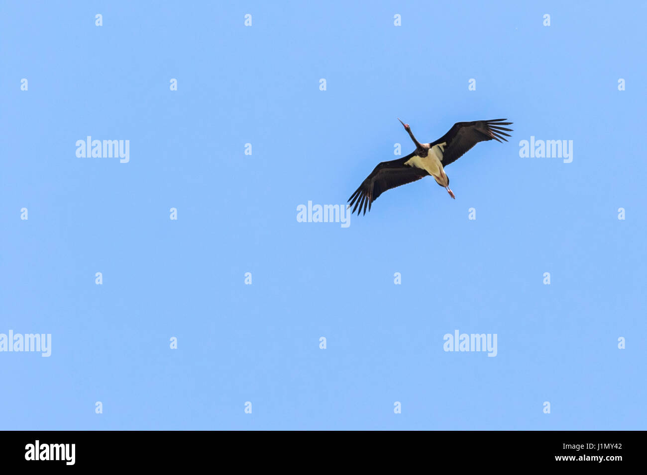 Eine fliegende Schwarzstorch in Saarpfalz-Kreis/Süddeutschland Stockfoto