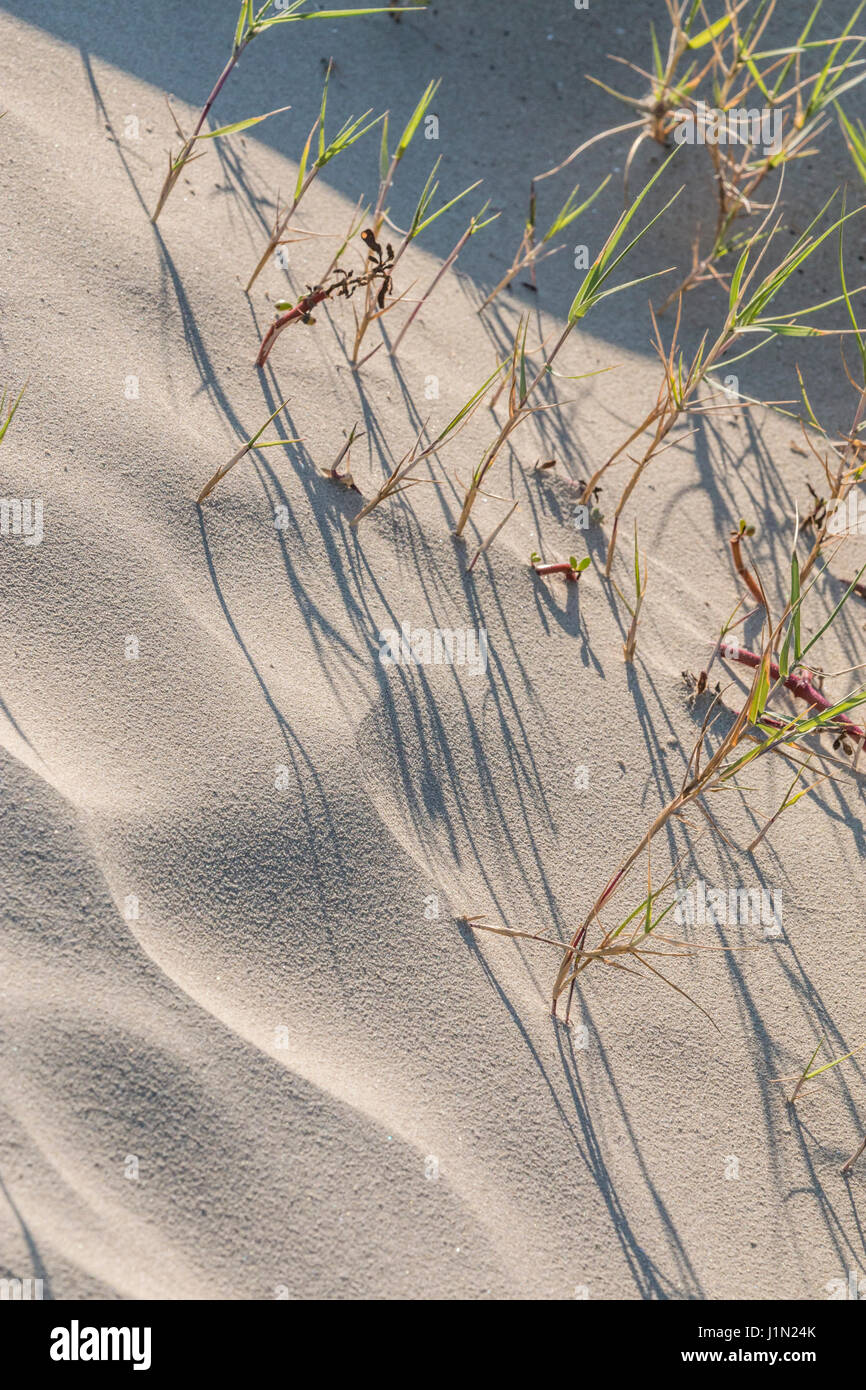 Muster im Schatten und Sand geblasen durch Wind auf Galveston East Beach. Stockfoto