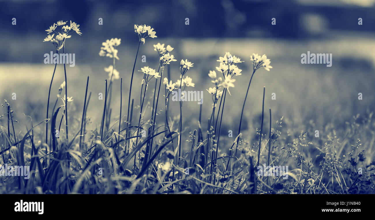 Schöne sanfte Wildblumen, schwarz / weiß Foto eine kleine weiße Blumen