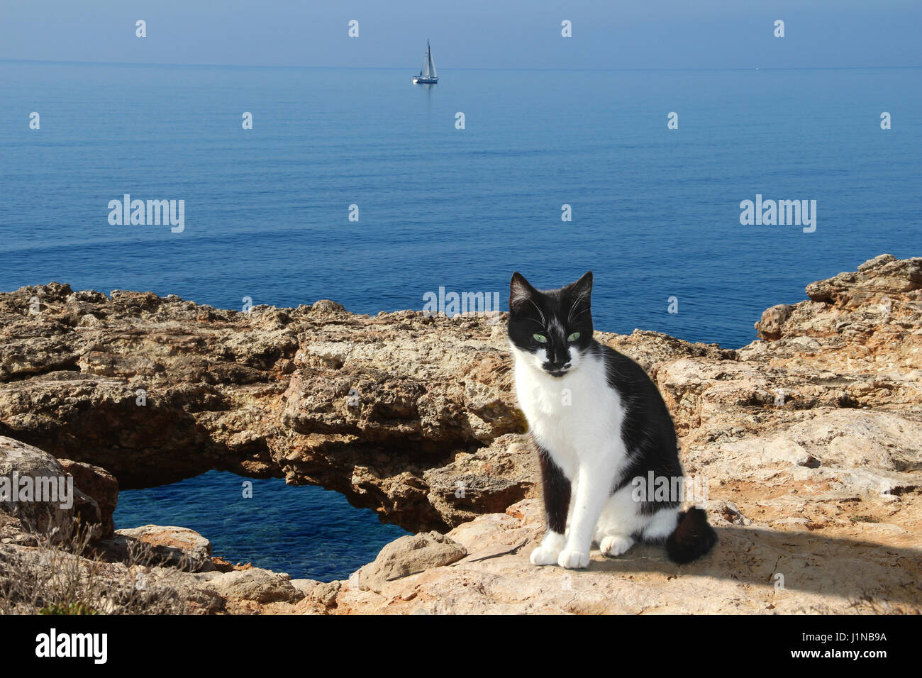 Hauskatze, Smoking, schwarz und weiß, sitzend auf einer felsigen Klippe am Meer Stockfoto