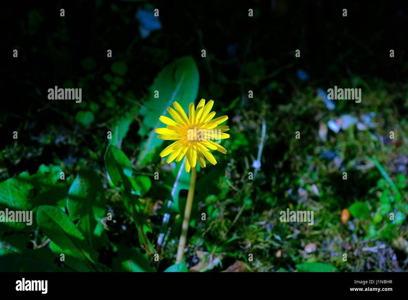 LÖWENZAHN Stockfoto