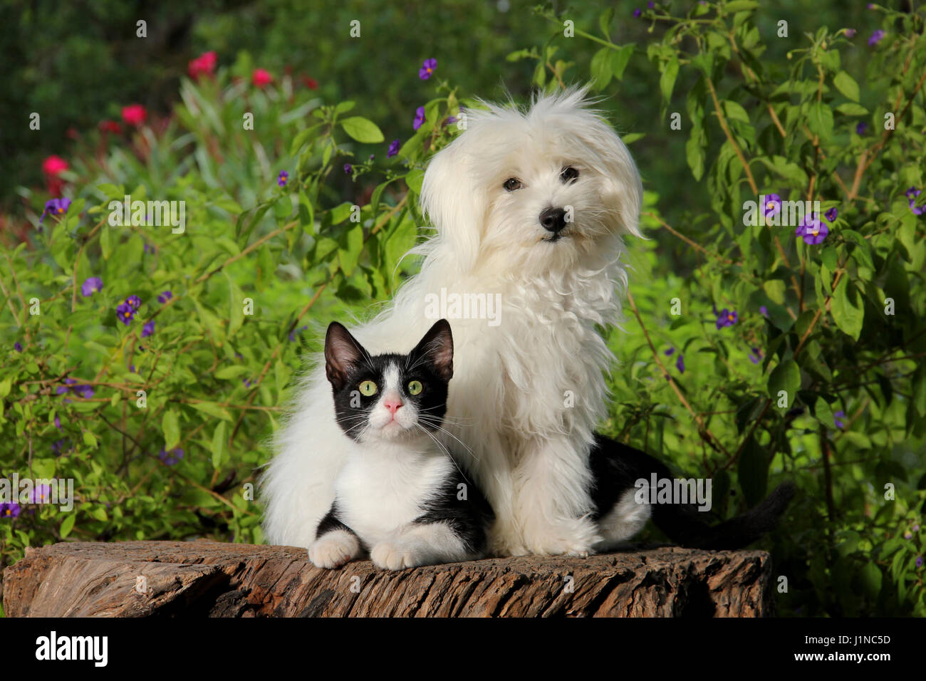 Malteser Hund und junge Katze, auf einem Baumstamm Stockfoto