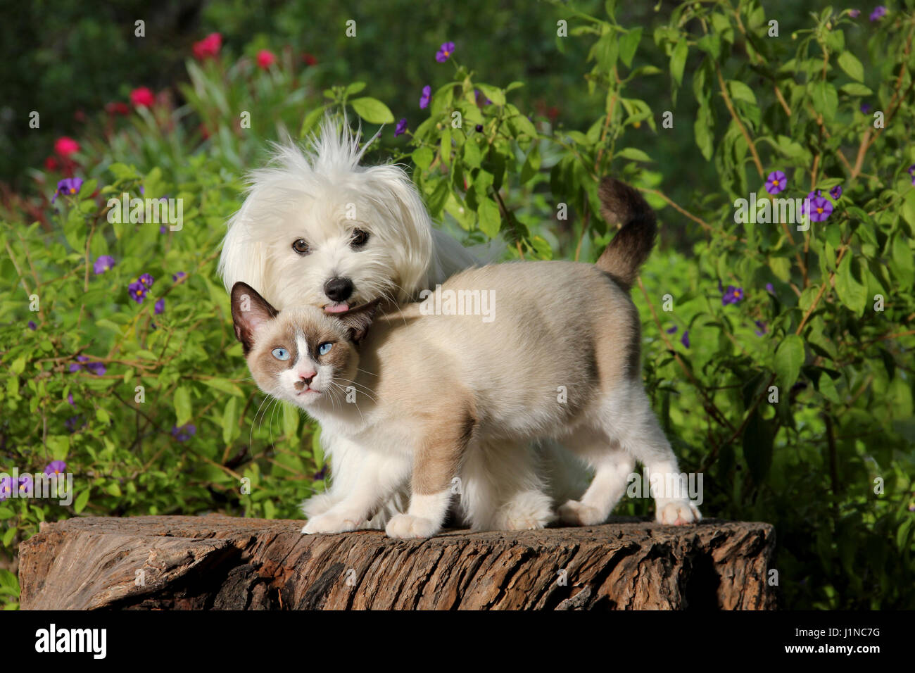 Malteser Hund und junge Katze (Seal Point weiß) stehen auf einem Baumstamm und kuscheln Stockfoto