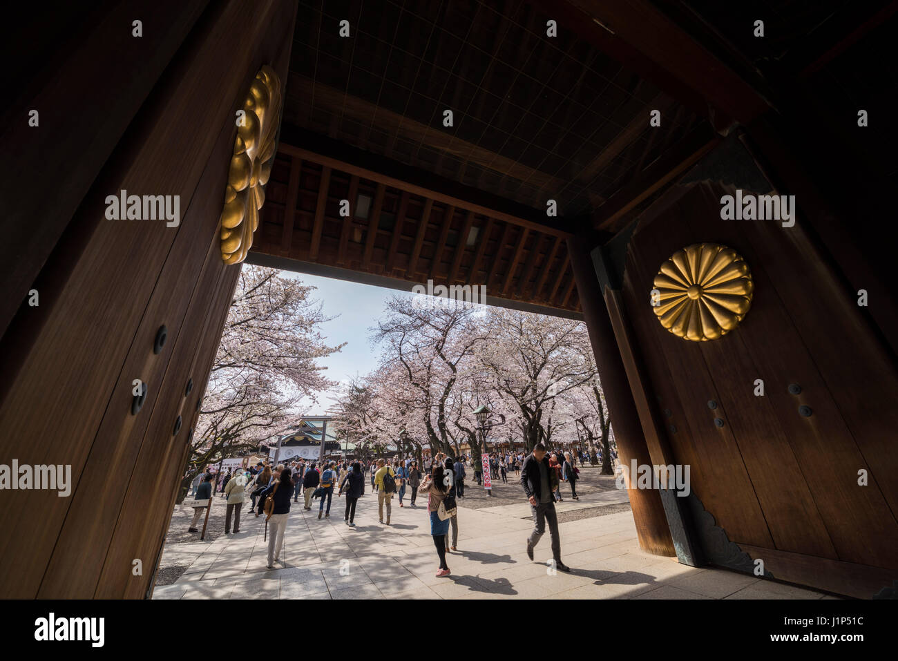 Kirschblüte, Yasukuni-Schrein, Chiyoda-Ku, Tokyo, Japan Stockfoto