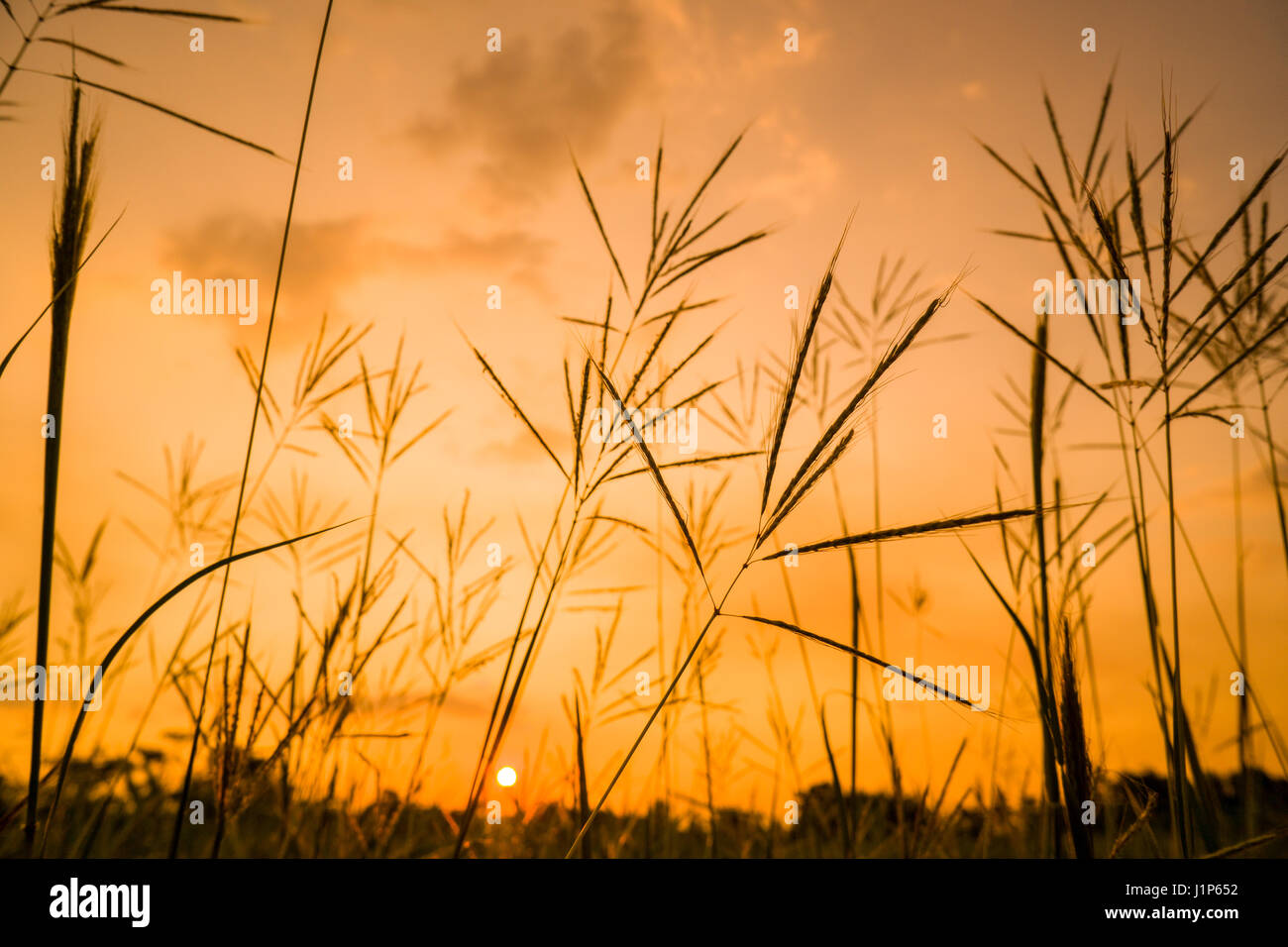 einheimische Gräser bei Sonnenuntergang Stockfoto