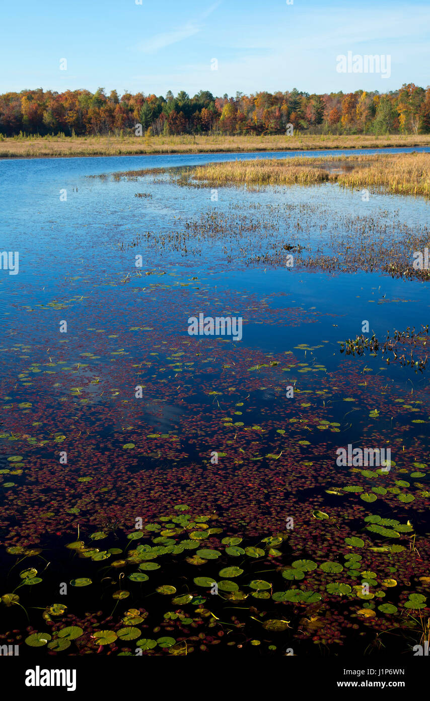 Tomahawk River, Oneida County, Wisconsin Stockfoto
