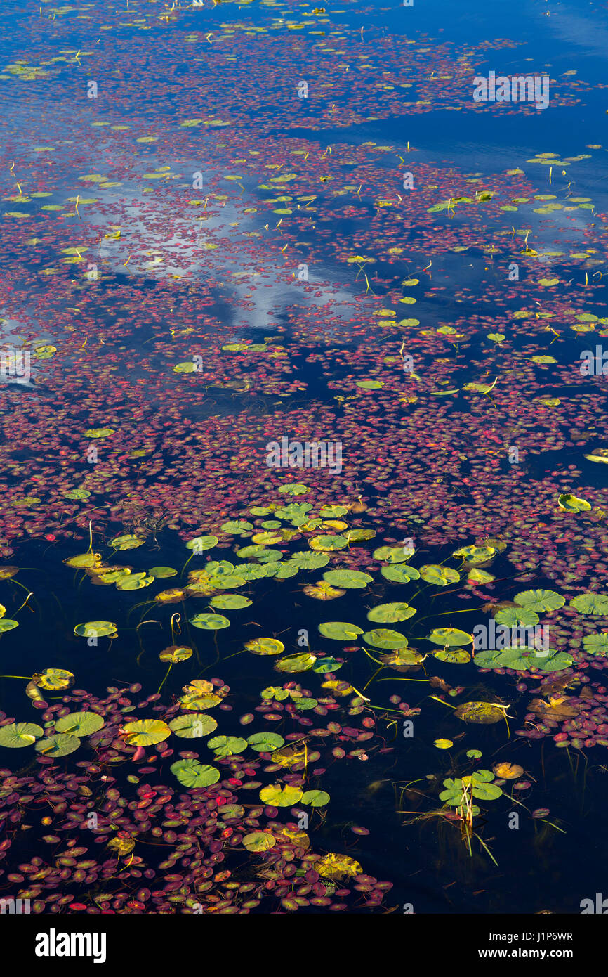 Seerosen auf Tomahawk Fluss, Oneida County, Wisconsin Stockfoto