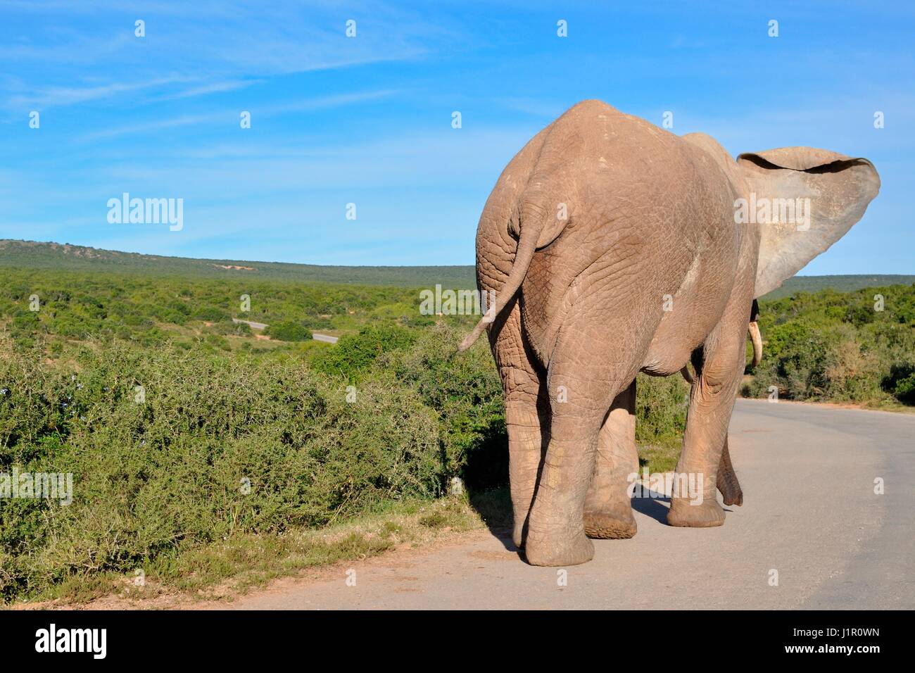 Afrikanischer Bush Elefant (Loxodonta Africana), gepflastert zu Fuß auf Bull Road, Addo Elephant National Park, Eastern Cape, Südafrika, Afrika Stockfoto