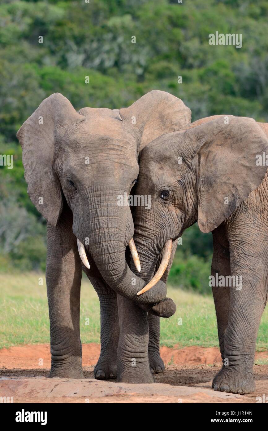 Afrikanischen Bush Elefanten (Loxodonta Africana), bulls verdrehen ihre Stämme am Wasserloch, Addo Elephant National Park, Eastern Cape, Südafrika, Afrika Stockfoto