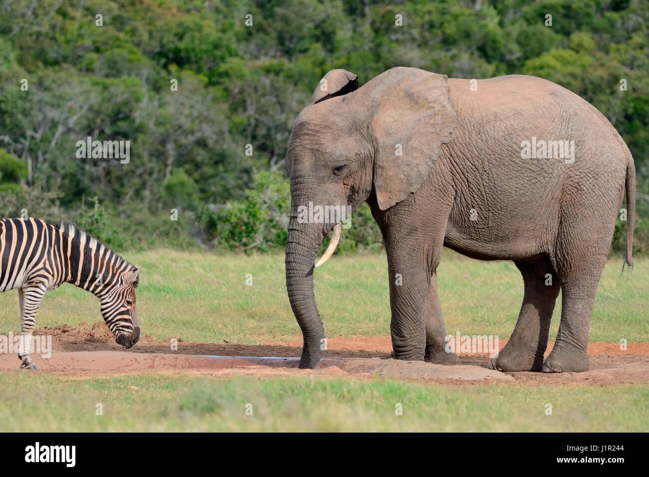 Afrikanischen Busch Elefantenbullen (Loxodonta Africana) und Burchell Zebra (Equus Quagga Burchellii) trinken am Wasserloch, Addo Elephant NP, Südafrika Stockfoto