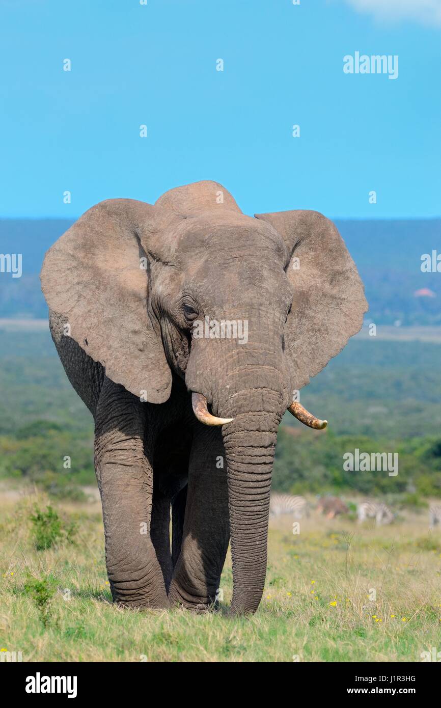 Afrikanischer Bush Elefant (Loxodonta Africana), Männchen, die Fütterung auf Rasen, Addo Elephant National Park, Eastern Cape, Südafrika, Afrika Stockfoto