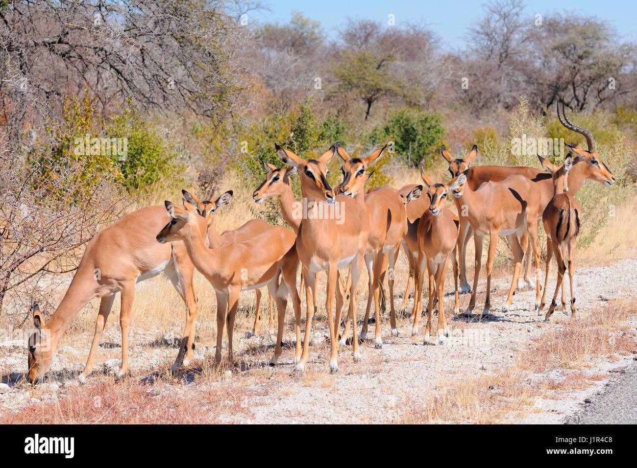Herde von Black-faced Impalas (Aepyceros Melampus Petersi) stehen am Ende der asphaltierten Straße, Etosha Nationalpark, Namibia, Afrika Stockfoto