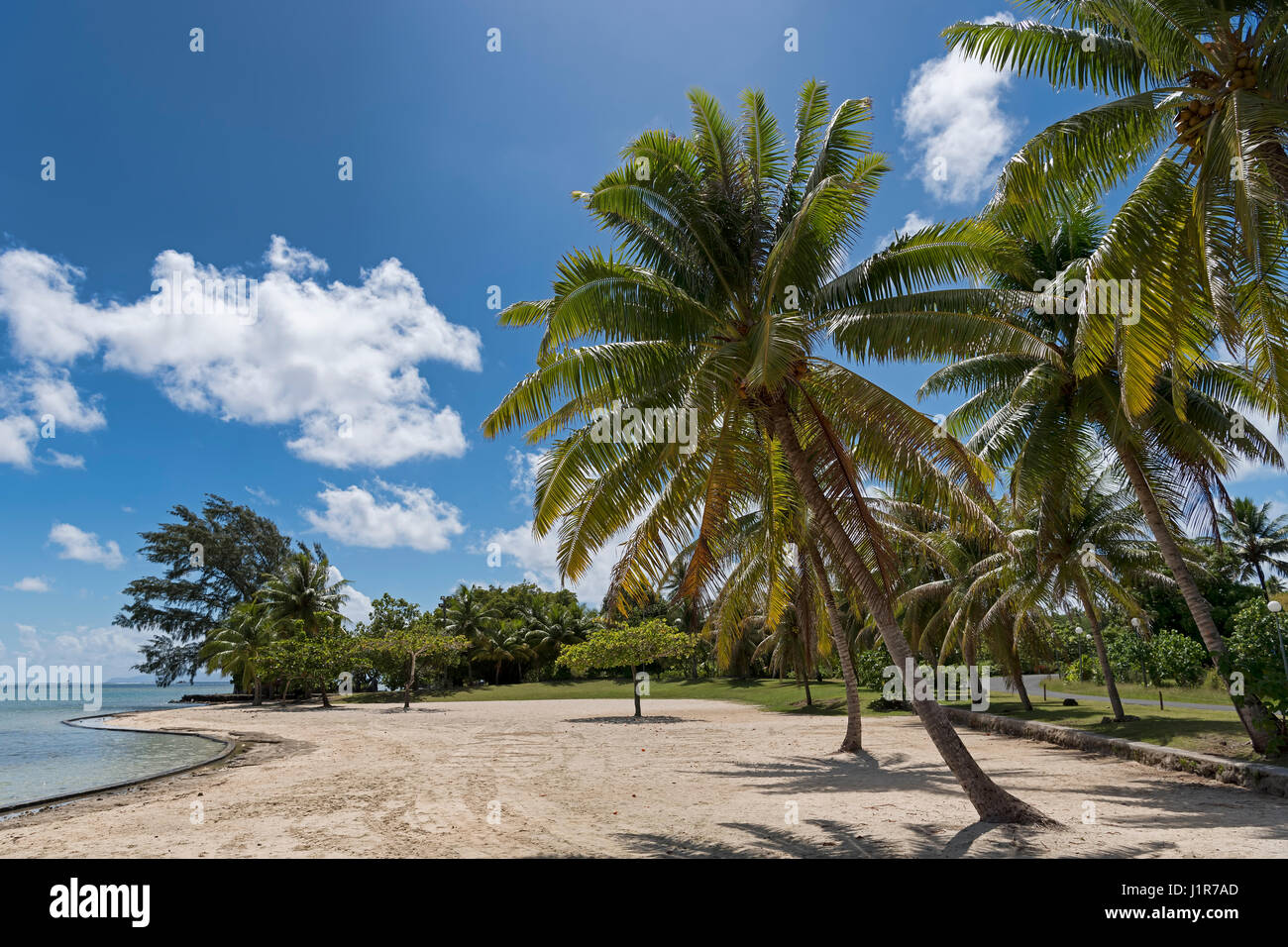 Palmen am Strand vor Marae Taputapuatea, Raiatea, Französisch-Polynesien Stockfoto