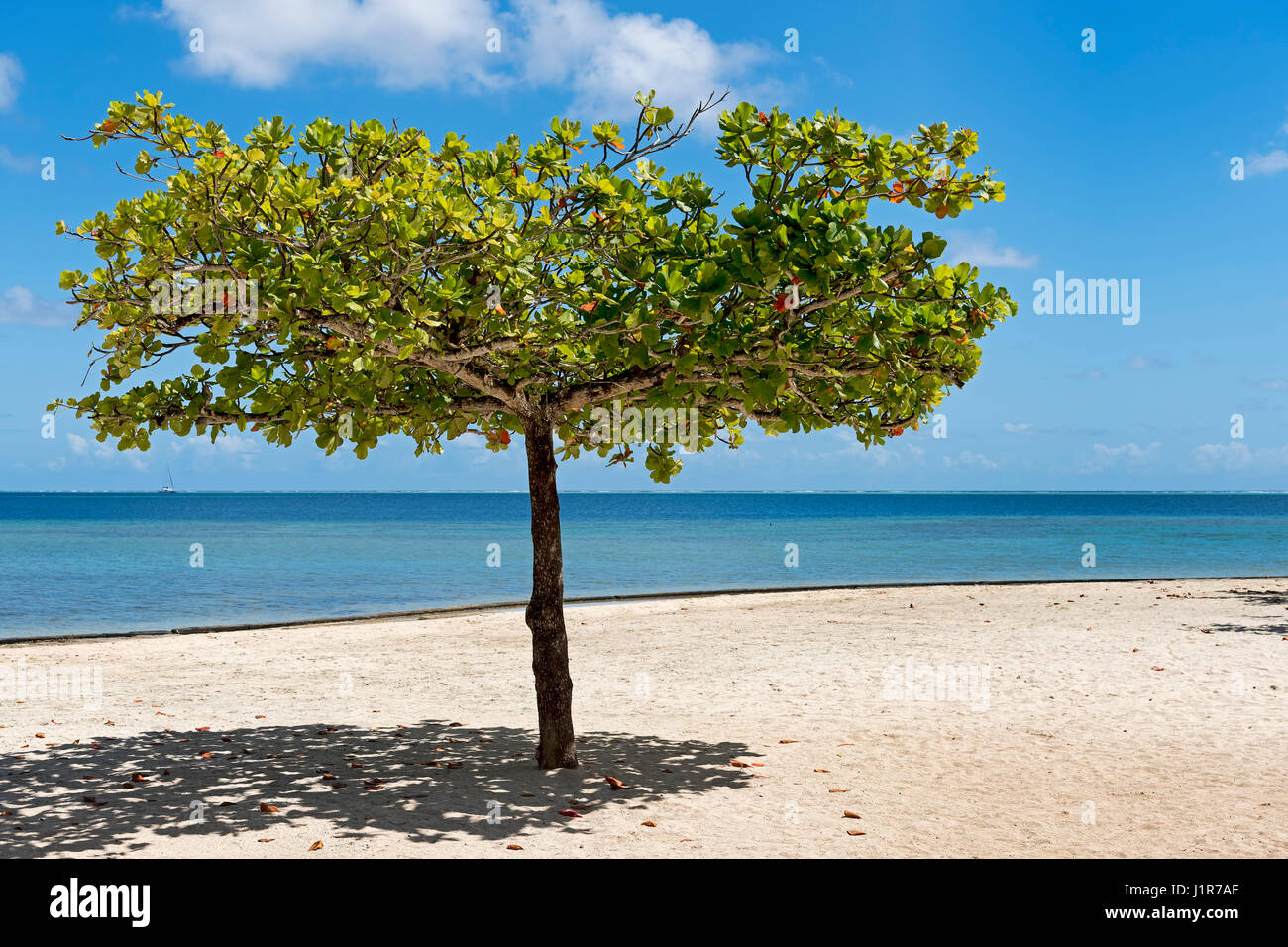 Bengal-Mandel (Terminalia Catappa) am Strand vor Marae Taputapuatea, Raiatea, Französisch-Polynesien Stockfoto
