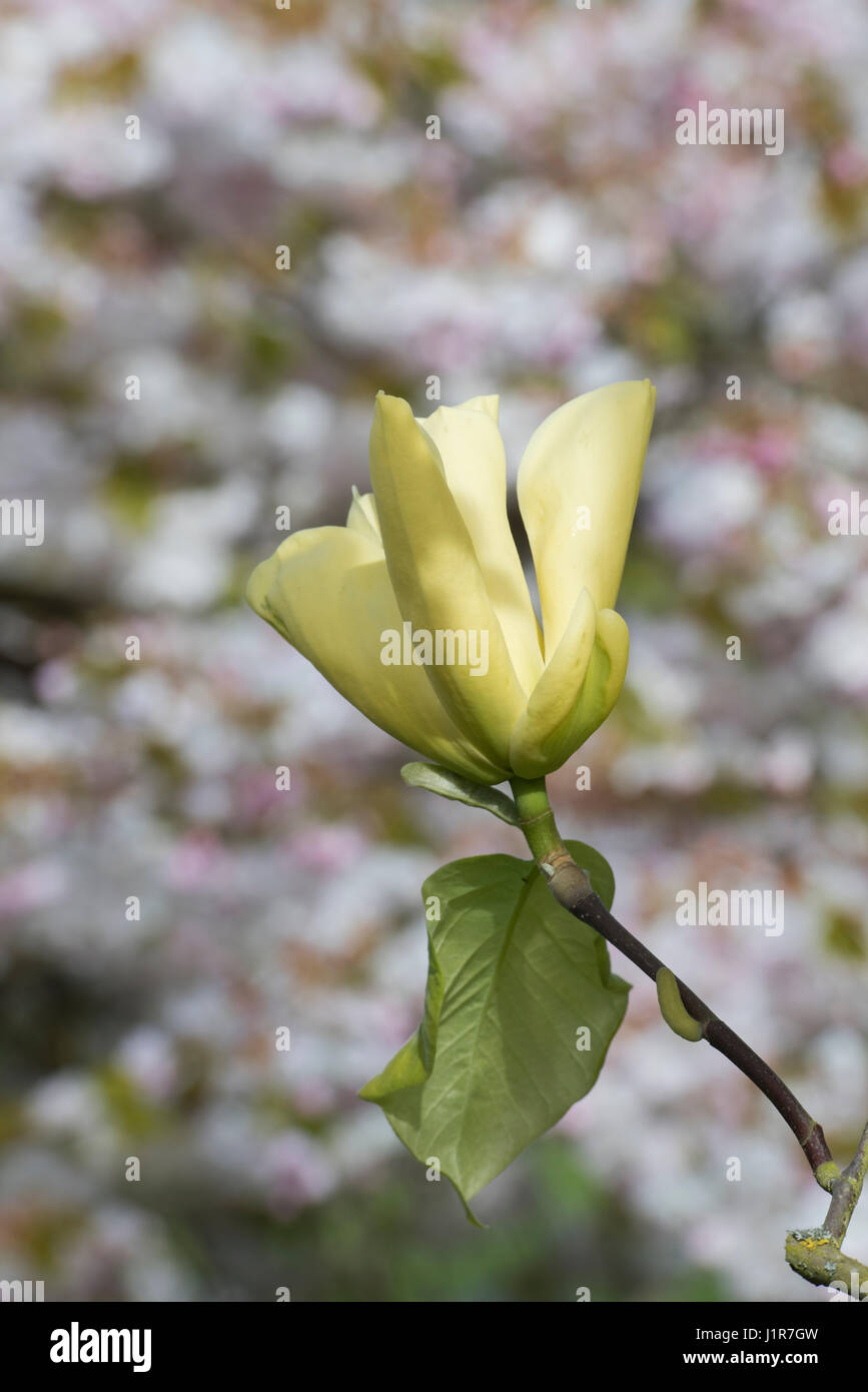 Magnolia Acuminata 'Honig Liz' Blüte im April. Gelb blühende Magnolien Stockfoto