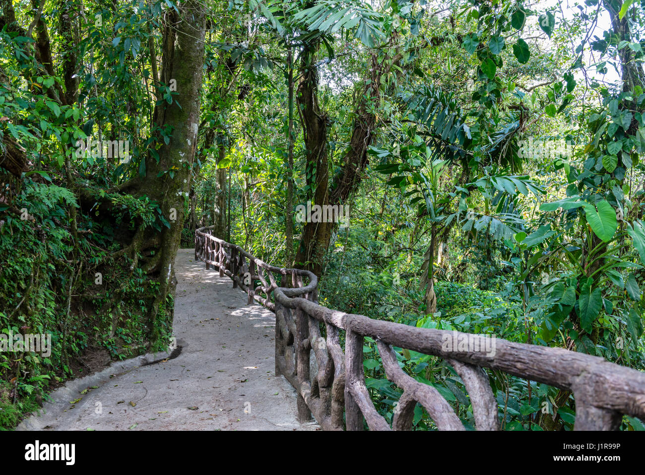 Wanderweg, Regenwald, Mistico Arenal hängende Brücken Park, Nationalpark Vulkan Arenal, Provinz Alajuela, Costa Rica Stockfoto
