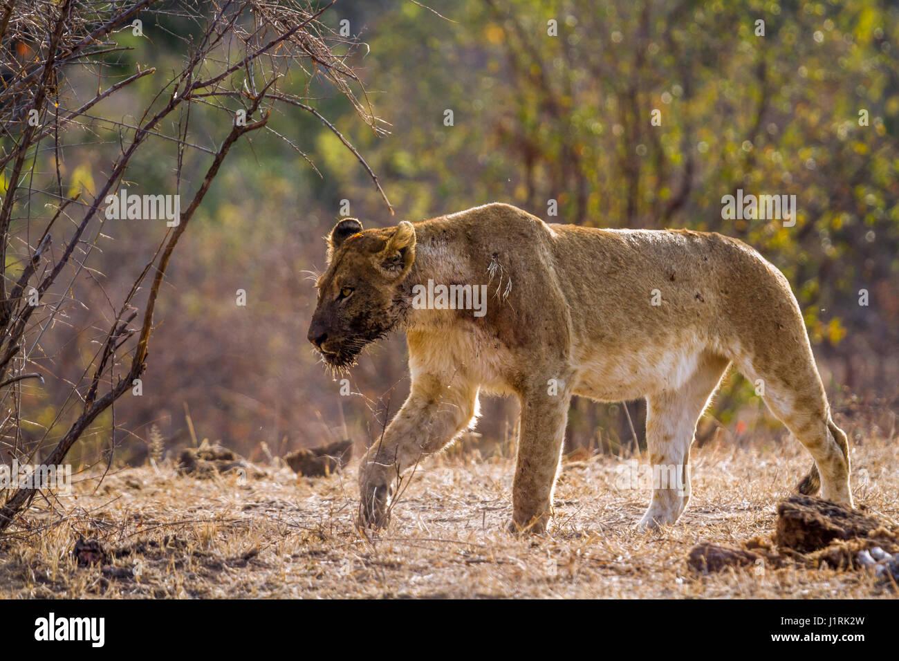 Afrikanischen Löwen im Krüger-Nationalpark, Südafrika; Spezies Panthera Leo Familie felidae Stockfoto