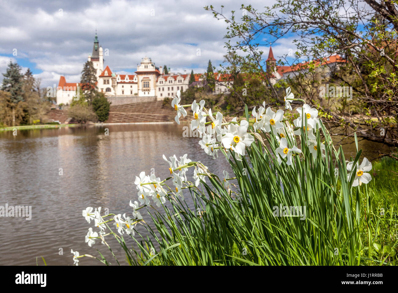 Frühe Frühlingsgartenblumen Weiße Narzissen blühen am Ufer eines Teiches, Pruhonice Park Prag, Tschechische Republik Europa UNESCO-Weltkulturerbe Stockfoto
