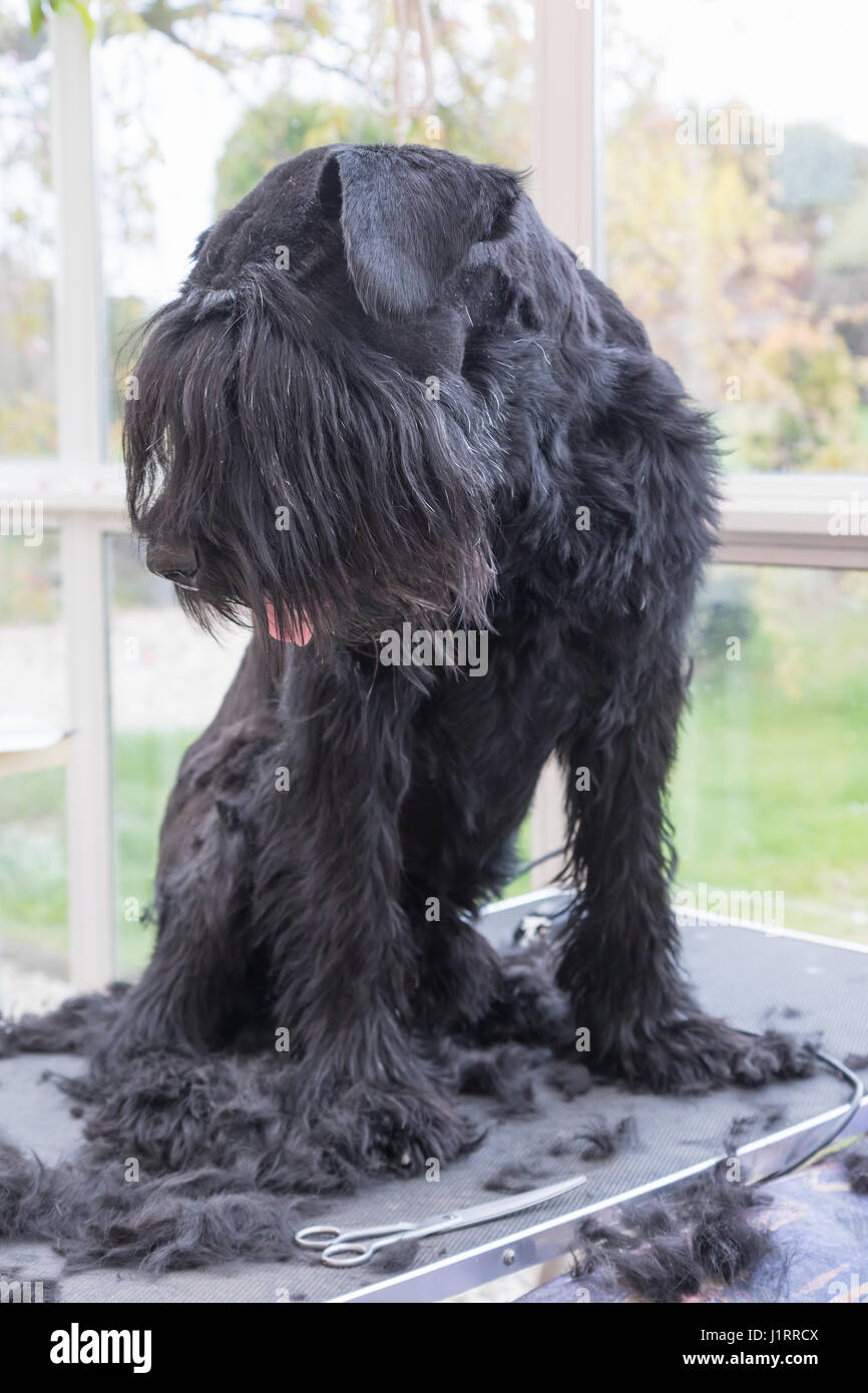 Riesige schwarze Schnauzer Hund steht auf dem Trimmtisch und sucht auf