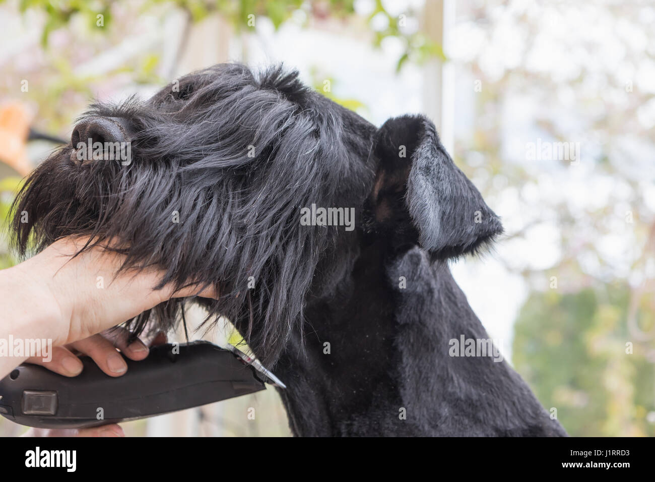 Detailansicht der Kontaktaufnahme zu des Hals des Hundes Giant schwarz Schnauzer durch elektrische Rasierer. Alle möglichen Marken werden entfernt. Stockfoto