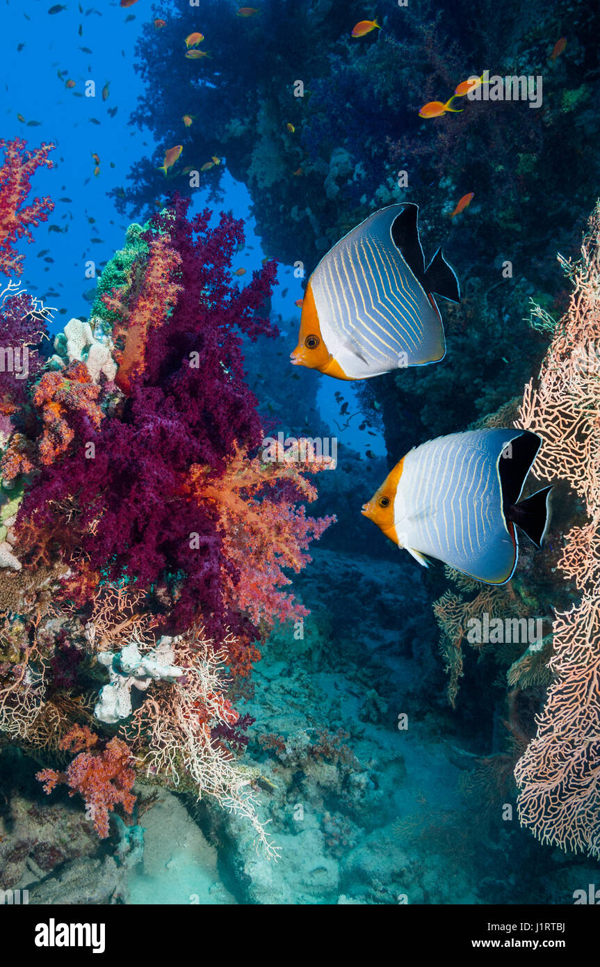 Rotes Meer orange Gesicht Butterflyfish oder Kapuzen Butterflyfish (Chaetodontidae Larvatus) mit Weichkorallen (Dendronephthya sp).  Ägypten, Rotes Meer.  Rotes Meer-endemisch Stockfoto