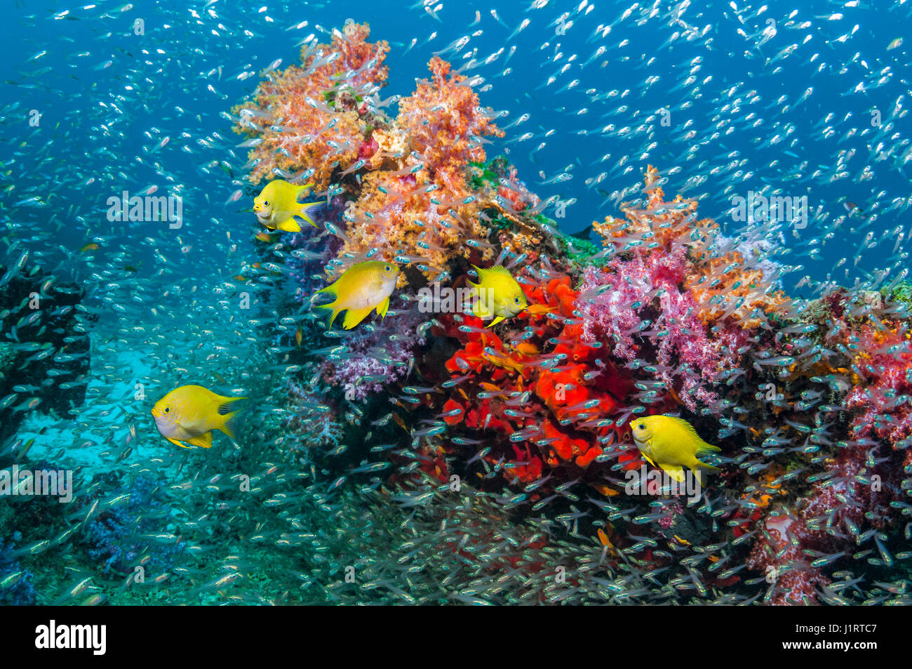 Korallenriff-Landschaft mit goldenen Riffbarsche [Amblyglyphidodon Aureus] und eine große Numnber der Pygmäen Kehrmaschinen [beginnt Ransonetti] schwimmen vorbei an s Stockfoto