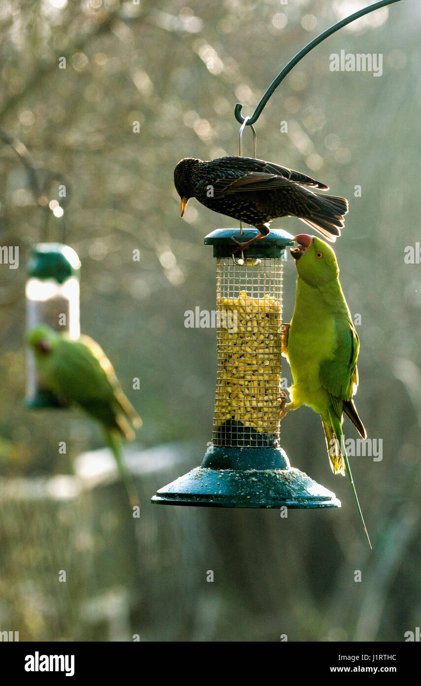 Rose-beringt oder Ring-necked Parakeet (geflohen waren) und Stare (Sturnus Vulgaris) im Wettbewerb um Futterhäuschen für Vögel im Stadtgarten.  London, UK. Stockfoto