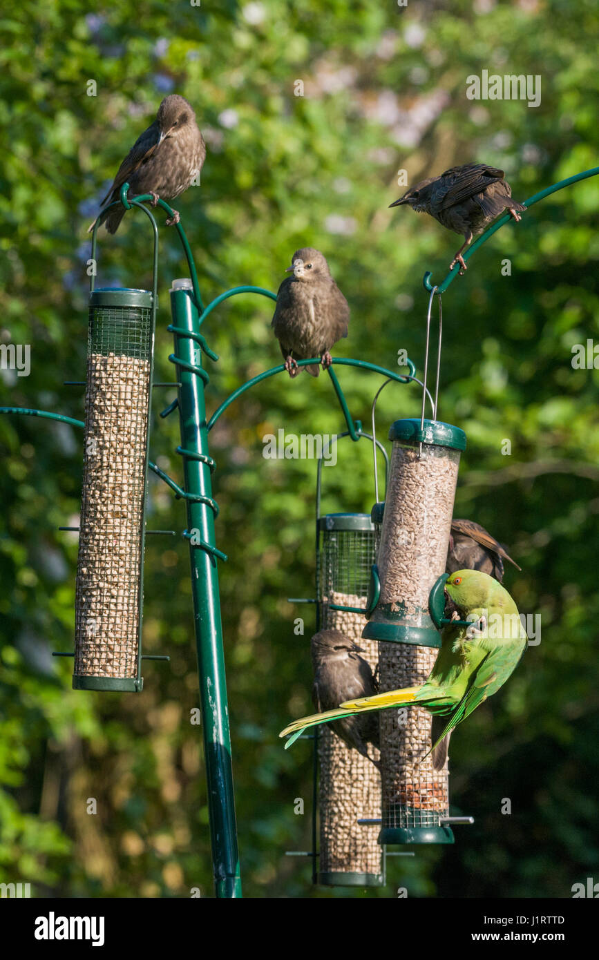 Rose-beringt oder Ring-necked Parakeet [geflohen waren] mit überwiegend jungen Stare [Sturnus Vulgaris] am Futterhäuschen.  London, Vereinigtes Königreich. Stockfoto