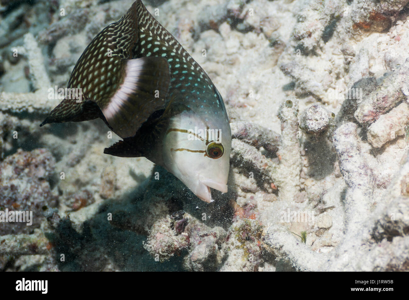 Genauso oder Dragon Lippfische [Novaculichthys Taeniourus] auf Nahrungssuche über Korallen Schutt.  Indonesien. Stockfoto