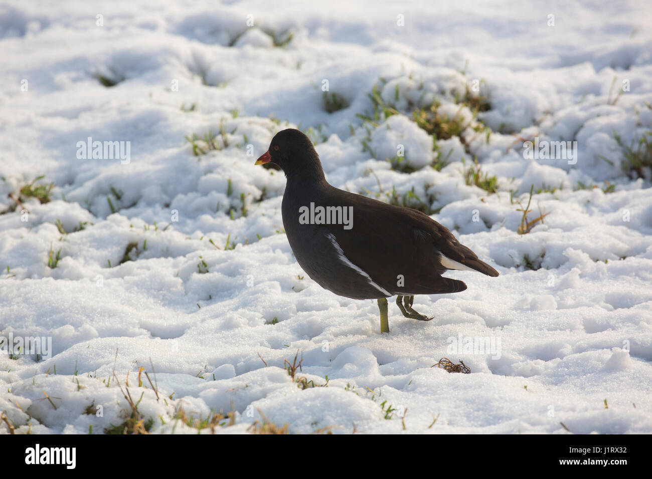 Teichhühner (Gallinula Chloropus) im Schnee Stockfoto