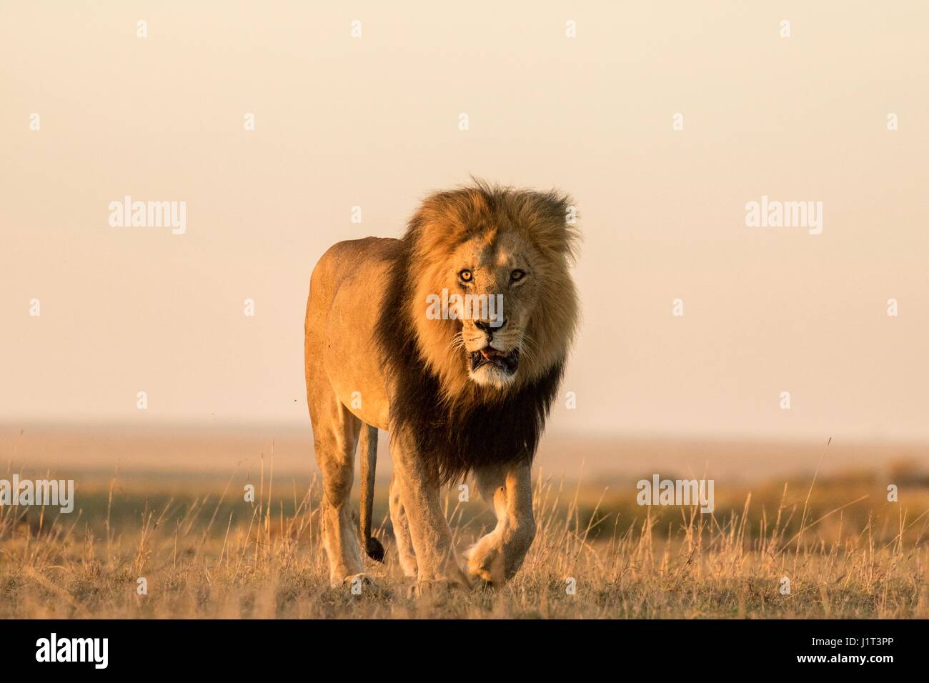 Schöne afrikanische Tierwelt Stockfoto