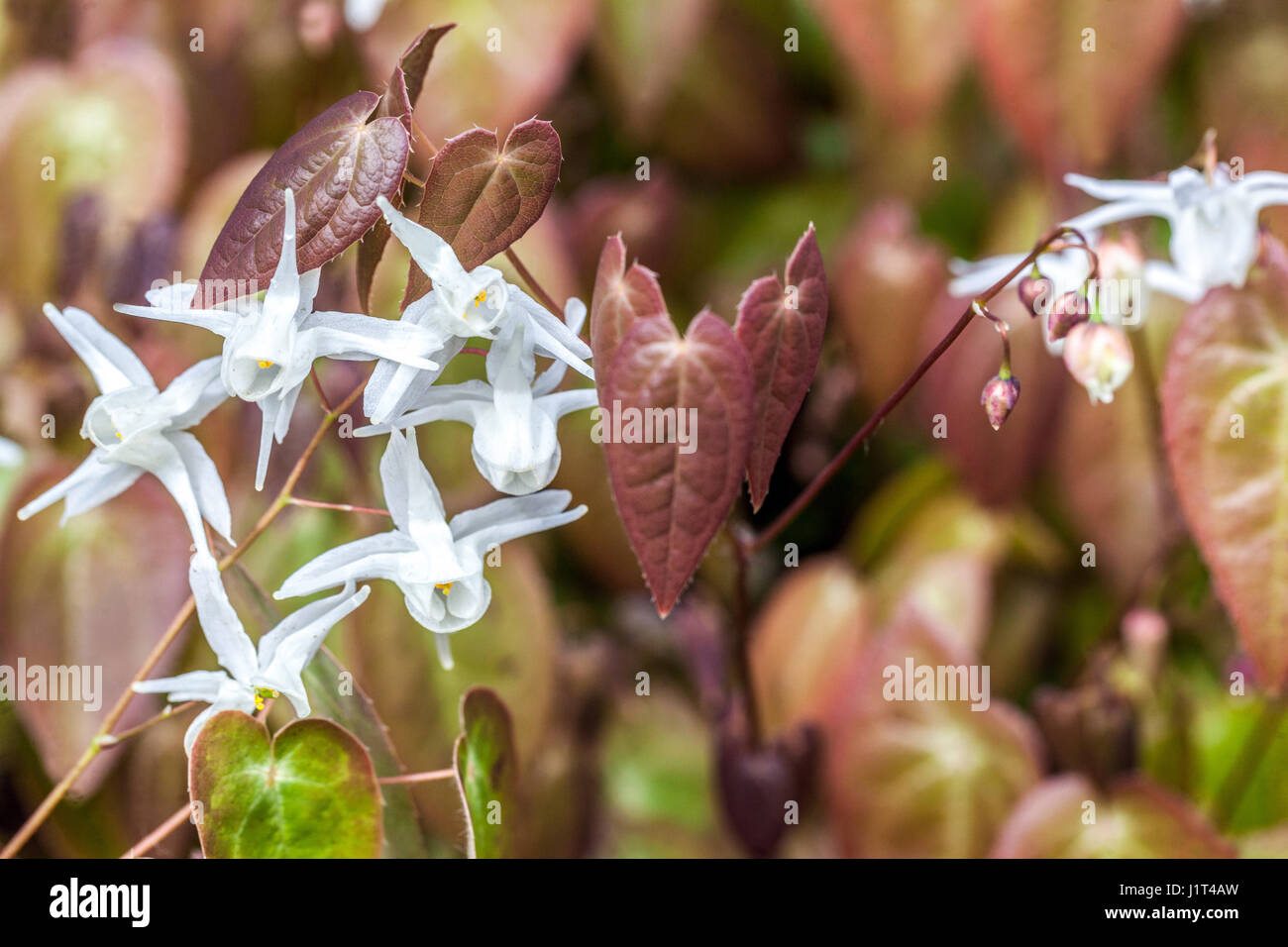 Epimedium grandiflorum nanum Semi-immergrüne Barrenwort Blume weiß und Blätter Stockfoto