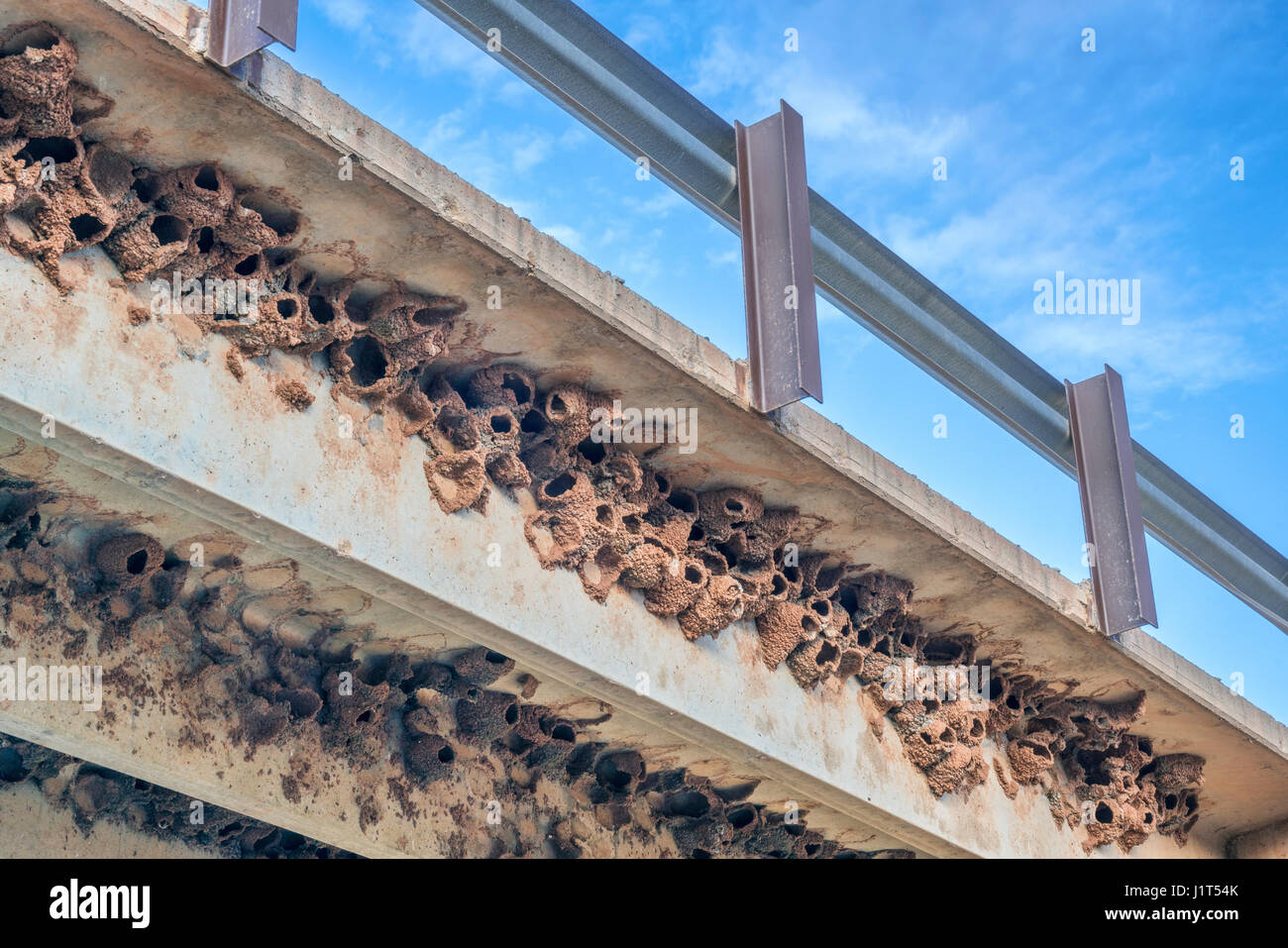 Cluster von Cliff Schwalbennester Schlamm unter konkreten Autobahnbrücke Stockfoto