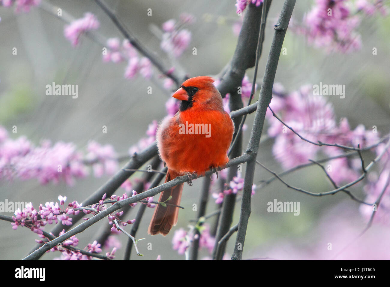 Northern cardinal [Cardinalis cardinalis] thront auf Baum im Frühling. Central Park, NYC. Stockfoto