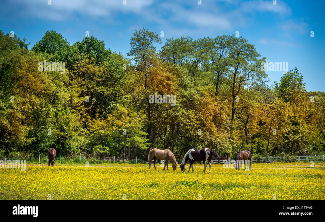 Pferde, die ruhig grasen auf einer Wiese von Butterblumen auf einem Bauernhof in Maryland im Frühjahr Stockfoto