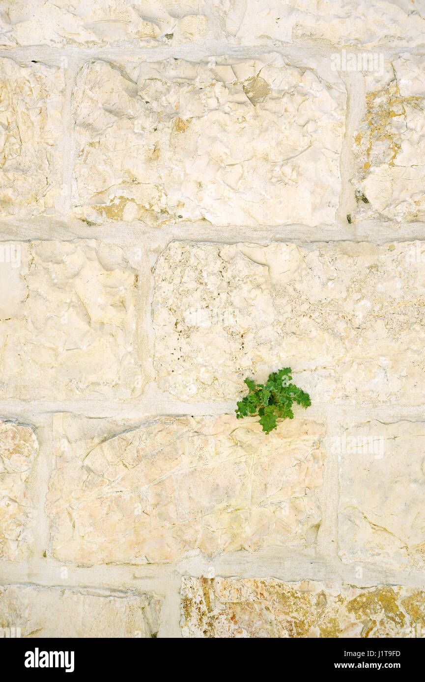 Dormitio-Abtei auf dem Berg Zion in Jerusalem Stockfoto