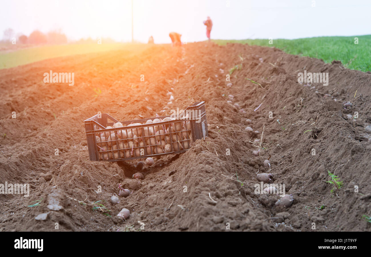 Kartoffelreihen in kurz vor der Ernte Stockfoto