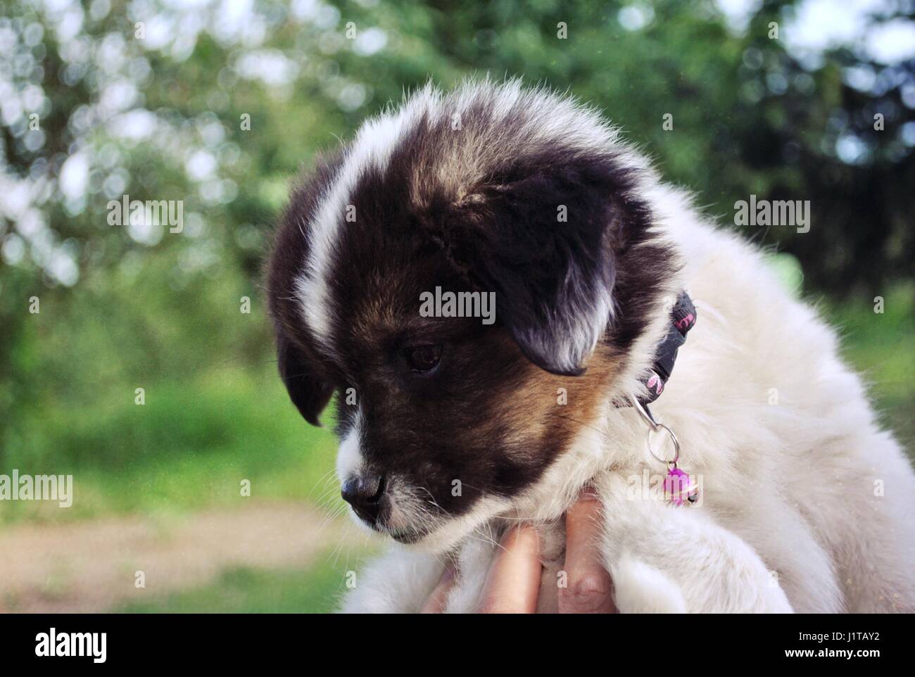 Niedlichen kleinen Hund. Stockfoto