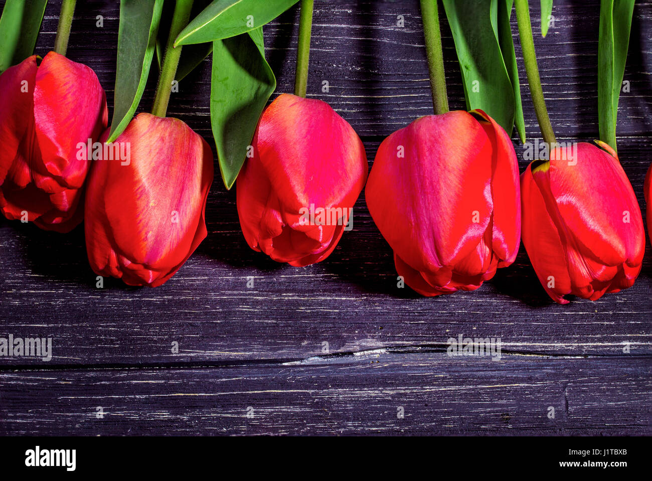 Tulpen auf schwarzem Hintergrund aus Holz Stockfoto