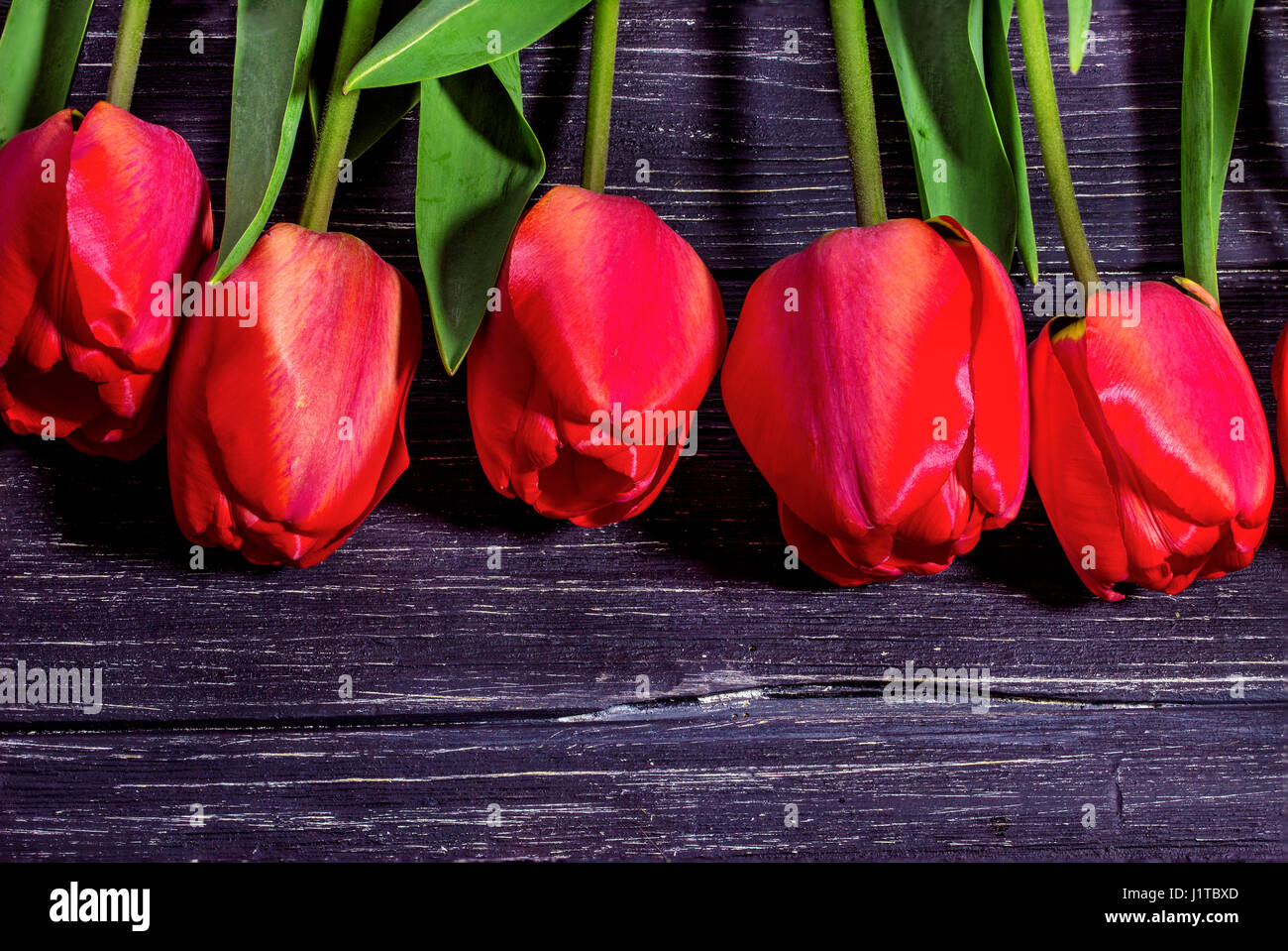 Tulpen auf schwarzem Hintergrund aus Holz Stockfoto