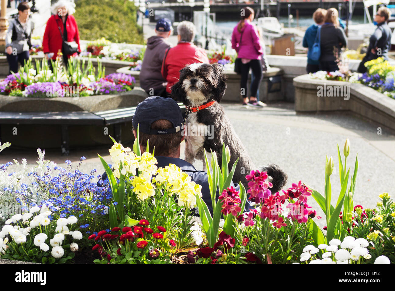 Mann mit Hund auf Bank sitzen.  Victoria, BC Kanada Stockfoto