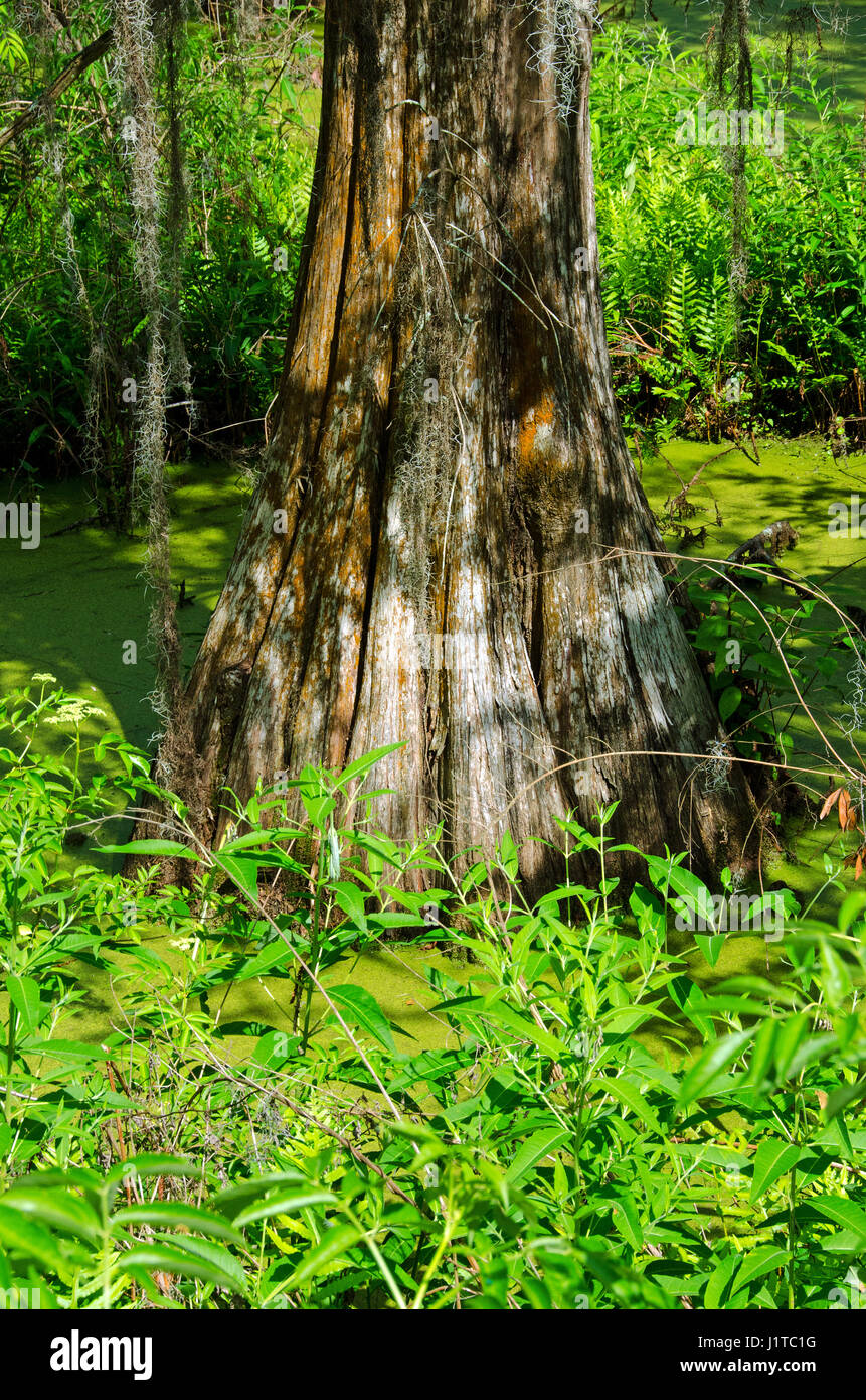 Basis der riesige kahle Zypresse entlang der Cypress Feuchtgebiet gehen in Port Royal, South Carolina. Stockfoto
