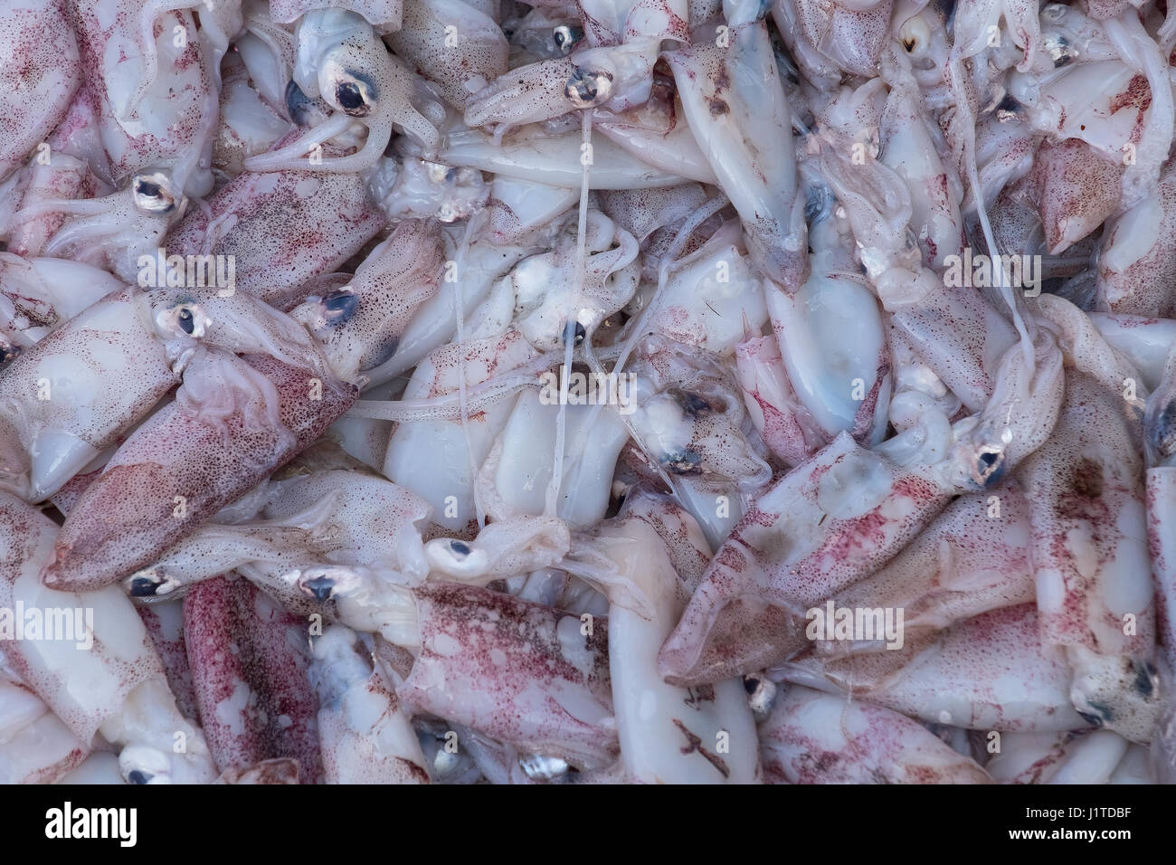 Hintergrund frischer Fisch auf der Straße von Thailand Stockfoto