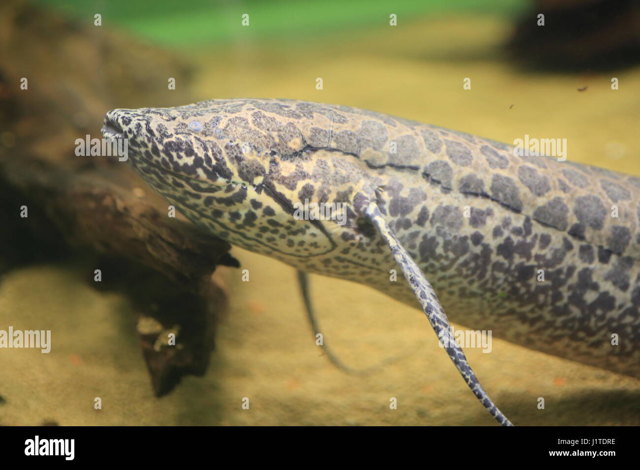 Afrikanischer Lungenfisch (Protopterus Aethiopicus) in Afrika Stockfoto