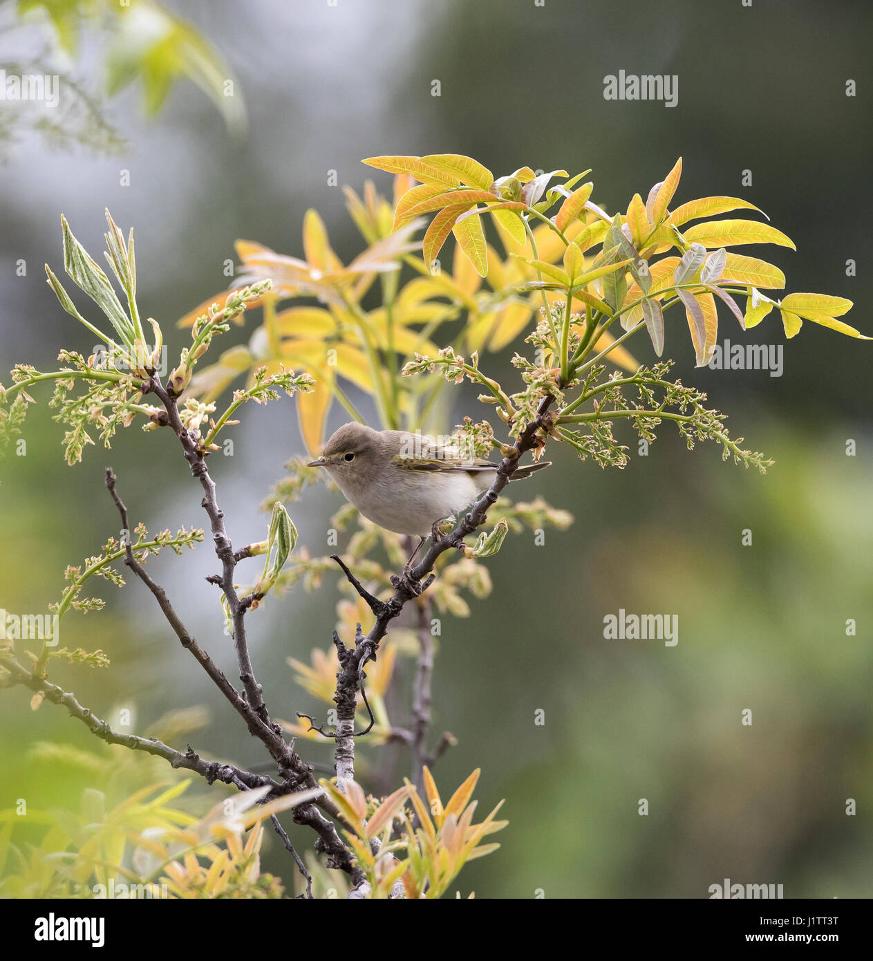 Östlichen Bonellis Warbler Phylloscopus Orientalis auch CallaedBalkan Warbler im Frühjahr Zypern Stockfoto