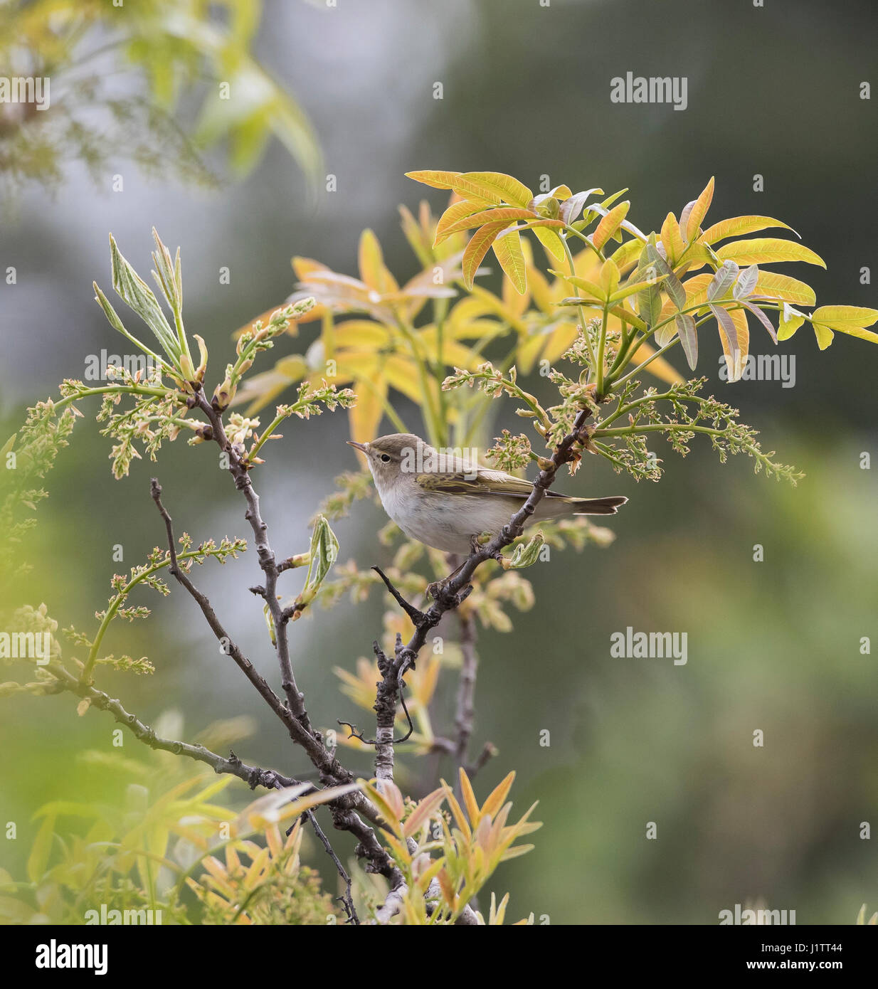 Östlichen Bonellis Warbler Phylloscopus Orientalis auch CallaedBalkan Warbler im Frühjahr Zypern Stockfoto