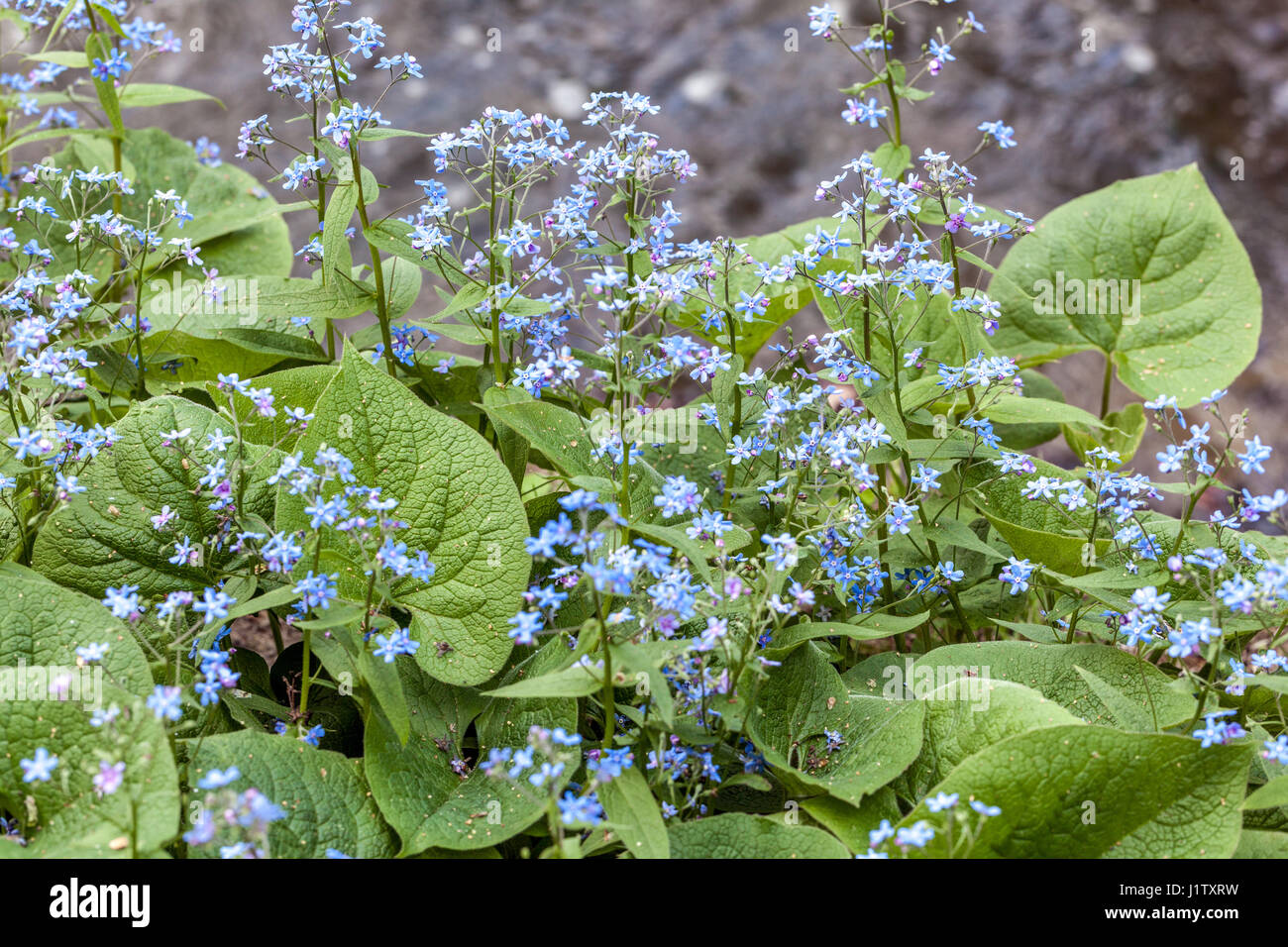 Brunnera macrophylla Blue Flowers hinterlässt Sibirischer Bugloss Brunnera Spring Garden April Border Flowering Plant Blooming Stockfoto