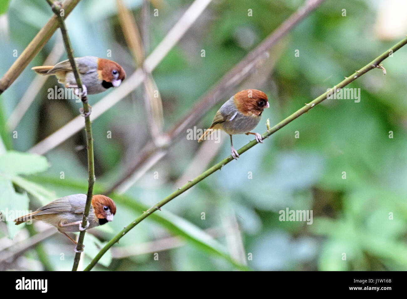 Drei Kurzschwanz-rasselndes (Paradoxornis Davidianus) thront auf kleine Äste im Wald in Nord-Thailand Stockfoto